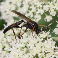 Stenichneumon culpator (Ichneumon)