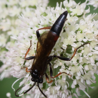 stenichneumon_culpator2md (Stenichneumon culpator)