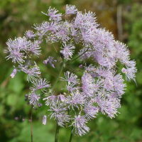 thalictrum_aquilegiifolium6mv (Thalictrum aquilegiifolium)