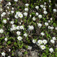 Anaphalioides bellidioides (Xéranthème fausse-pâquerette)