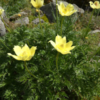 Anemone alpina ssp.apiifolia (Anémone soufrée)