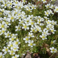 Androsace lehmannii (Androsace de Lehmann)