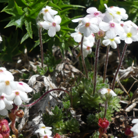 Androsace villosa (Androsace velue)