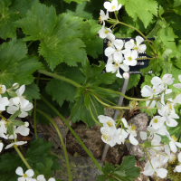 Anemonastrum tetrasepalum (Anemonastrum, Anémone)