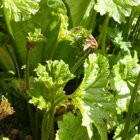 Darnera peltata (Darméra pelté)