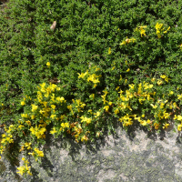 Genista pulchella (Genêt joli, Genêt de Villars)
