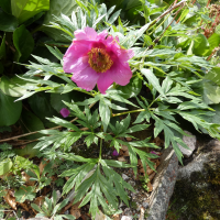 Paeonia anomala (Pivoine de l’Oural)